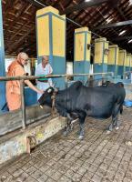 Pujana at Shrimat Keshavashram Swamiji Sannidhi by HH Swamiji (11 Aug 2025)